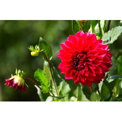 Dahlia Červená - květinové cibulky / hlíza / kořen