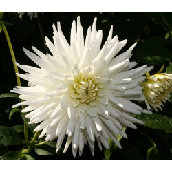 Dahlia Cactus White - bebawang / umbi / akar