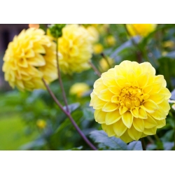 Dahlia Žlutá - květinové cibulky / hlíza / kořen