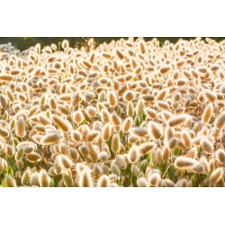 Hare's Grain Tail, Bunny Seed tails - Lagurus ovatus - 3200 seeds - benih