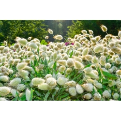 Harejeva repna trava, zajček semena - Lagurus ovatus - 3200 semen