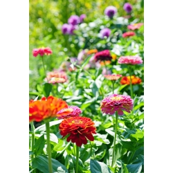 Home Garden - Dwarf common zinnia, youth-and-age "Pepito" - for indoor and balcony cultivation - 60 seeds