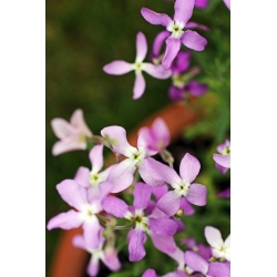 Home Garden - Night-scented stock, evening stock - for indoor and balcony cultivation - 2400 seeds