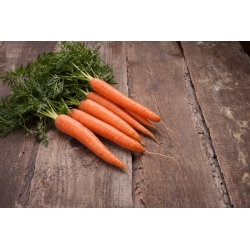 Home Garden - Carrot "Touchon" - for indoor and balcony cultivation - 4250 seeds