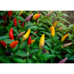 Otthon kert - forró paprikafajta keverék - beltéri és erkélyes termesztésre - Capsicum annum - magok