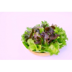 Home Garden - Lettuce variety mix - for indoor and balcony cultivation - 900 seeds