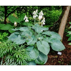 Hosta, Planta Lily Big Daddy - bulb / tuber / rădăcină