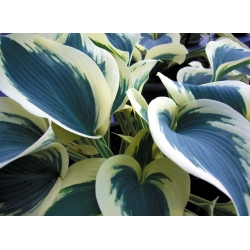 Hosta, Plantain Lily Blue Ivory