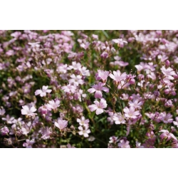 Pink annual baby's breath, showy baby's breath - 1400 seeds