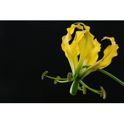 Gloriosa, ohně Lily, plamen Lily Lutea - květinové cibulky / hlíza / kořen - Gloriosa superba