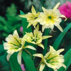 Ismene, Nữ hoàng lưu huỳnh Daffodil Peru - củ / củ / rễ - Hymenocallis
