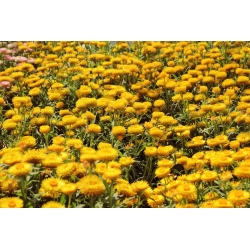 Darželinis šlamutis - geltonas - 1250 sėklos - Xerochrysum bracteatum