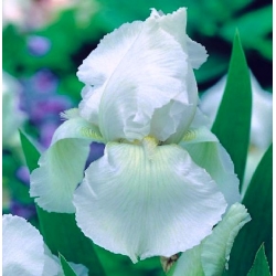 Iris germanica White
