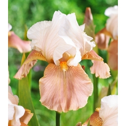 Iris germanica Slavnostní sukně - cibule / hlíza / kořen