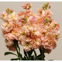 Pink-orange hoary stock, Ten-weeks stock "Excelsior" - 300 seeds