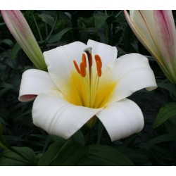 Lilium, Lily White Planet - květinové cibulky / hlíza / kořen - Lilium White Planet