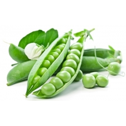 "Enam minggu" biji kacang - 1 kg - 4000 biji - Pisum sativum - benih