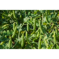 "Enam minggu" biji kacang - 1 kg - 4000 biji - Pisum sativum - benih