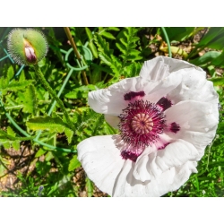 Papaver, Poppy Royal Svatba - cibule / hlíza / kořen - Papaver orientale