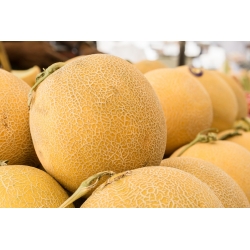 แคนตาลูป "จูเนียร์" - หนา, ส้ม, เนื้อหอม - 35 เมล็ด - Cucumis melo L.
