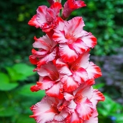 Glayöl Gri Tazı - 5 ampul - Gladiolus