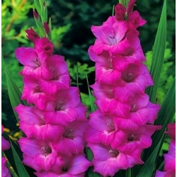 Gladíolo rosa - XXL - pacote de 5 peças - Gladiolus