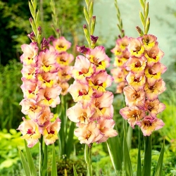 Gladiolus, Gladiole, Schwertblume Sapporo - 5 Zwiebeln