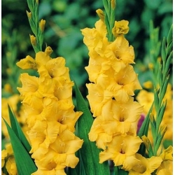 Gladiolus, Gladiole, Schwertblume Yellow XXL - 5 Zwiebeln