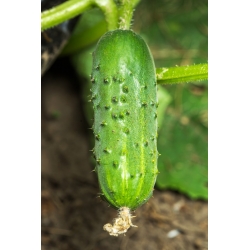 Field, pickling cucumber "Rodos" - 225 seeds