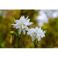 Aquilegia, Columbine, Granny's Bonnet White Barlow - květinové cibulky / hlíza / kořen - Aquilegia vulgaris