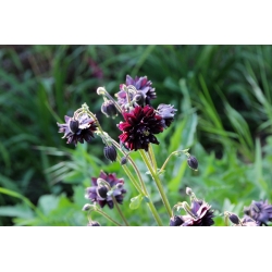 Wilde akelei - Black Barlow - Aquilegia vulgaris
