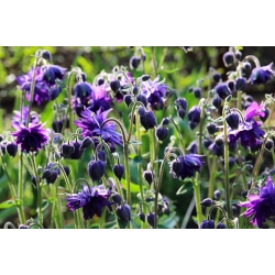Aquilegia, Columbine, Granny's Bonnet Blue Barlow - květinové cibulky / hlíza / kořen - Aquilegia vulgaris
