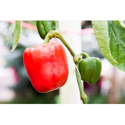 Pepper "California Wonder" - červená a sladká - 55 semien - Capsicum L. - semená