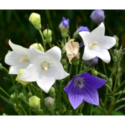風船の花、桔梗、platycodon  - バラエティーミックス -  110種 - Platycodon grandiflorus - シーズ