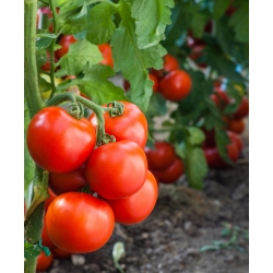 Tomato "Jupiter" - for cultivation under covers - premium variety seeds for everyone - 30 seeds