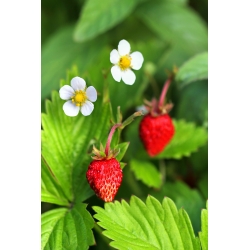 Дива ягода "Rujana" горска ягода, алпийска ягода, карпатска ягода, европейска ягода, fraisier des bois - 640 семена - Fragaria vesca