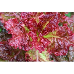 Lettuce "Apache" - very ornamental, sweet and savoury - 1250 seeds