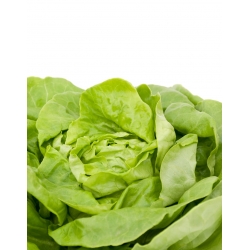 Hlávkový salát "Ewelina" - s hladkými a chutnými listy - 1000 semen - Lactuca sativa L. var. Capitata - semena