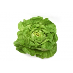 Масляна салат "Міхаліна" - росте великі, світло-зелені голови - 850 насінин - Lactuca sativa L. var. capitata  - насіння
