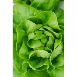 Butterhead lettuce "Michalina" - grows large, light green heads - 850 seeds