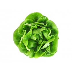 Zelena salata "Saba" - za cjelogodišnje uzgoj - 900 sjemenki - Lactuca sativa L. var. Capitata - sjemenke