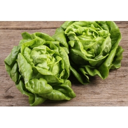 Lettuce "Saba" - for all-year cultivation - 900 seeds