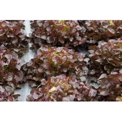 Salat Hoved - Sahim - rød - 850 frø - Lactuca sativa L. var. capitata