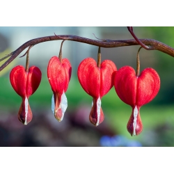 Dicentra, krvácanie srdca Valentine - cibuľka / hľuza / koreň - Dicentra spectabilis