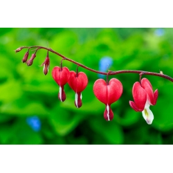 Dicentra, krvácející srdce Valentine - květinové cibulky / hlíza / kořen - Dicentra spectabilis