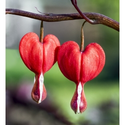 Dicentra, krvácející srdce Valentine - květinové cibulky / hlíza / kořen - Dicentra spectabilis