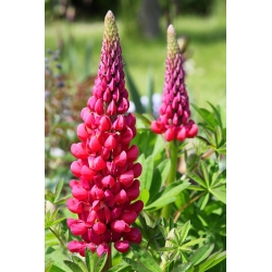 Vaste lupine - The Pages - Lupinus polyphyllus