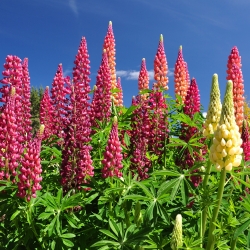 Lupin des jardins - The Pages - Lupinus polyphyllus