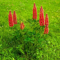 Blomsterlupin - My Castle - Lupinus polyphyllus
