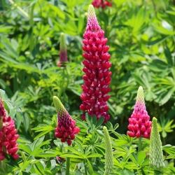 Blomsterlupin - The Pages - Lupinus polyphyllus